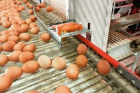 Premium Quality Chicken Table Eggs - Fresh Farm Eggs, Packed and Ready for Sale, Best Prices for High-Quality Eggs