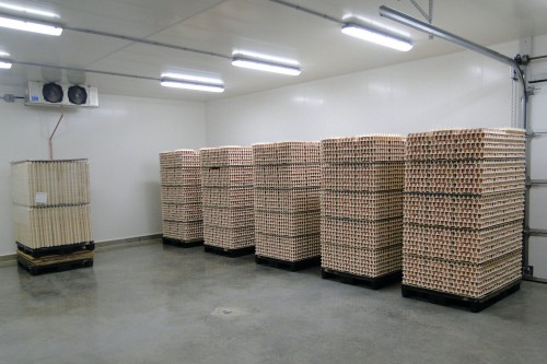 Fertilized Chicken Eggs for sale,Premium Quality Chicken Table Eggs - Fresh Farm Eggs, Packed and Ready for Sale, Best