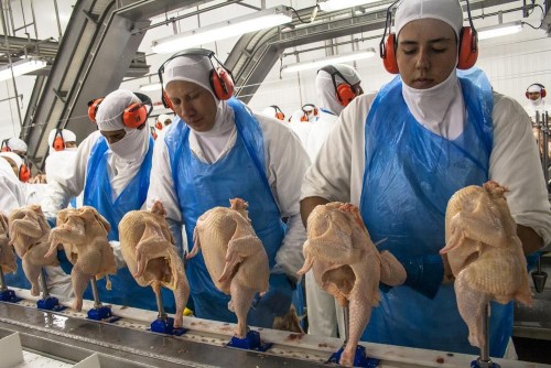 whole Chicken for export to Saudi Arabia, Brazil Frozen Chicken to Netherlands, Halal Frozen Chicken to Ghana