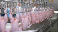 Brazil Frozen Chicken Exporter, Halal Frozen Chicken