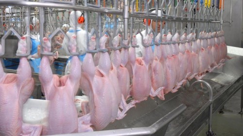 whole Chicken for export to Saudi Arabia, Brazil Frozen Chicken to Netherlands, Halal Frozen Chicken to Ghana