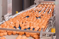 Fertilized Chicken Eggs for sale,Premium Quality Chicken Table Eggs - Fresh Farm Eggs, Packed and Ready for Sale, Best