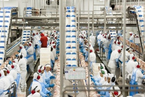 Frozen Whole Chicken Exporter to Japan, Brazil Chicken export to South Korea