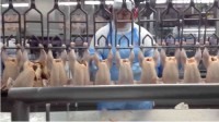 Frozen Chicken From Brazil to Ghana, Congo