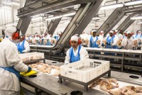 Frozen Chicken From Brazil to Ghana, Congo